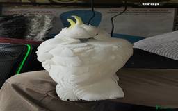 Cockatoo birds for sale: Wonderful Recco the cockatoo aged 6 yrs  - Image 2
