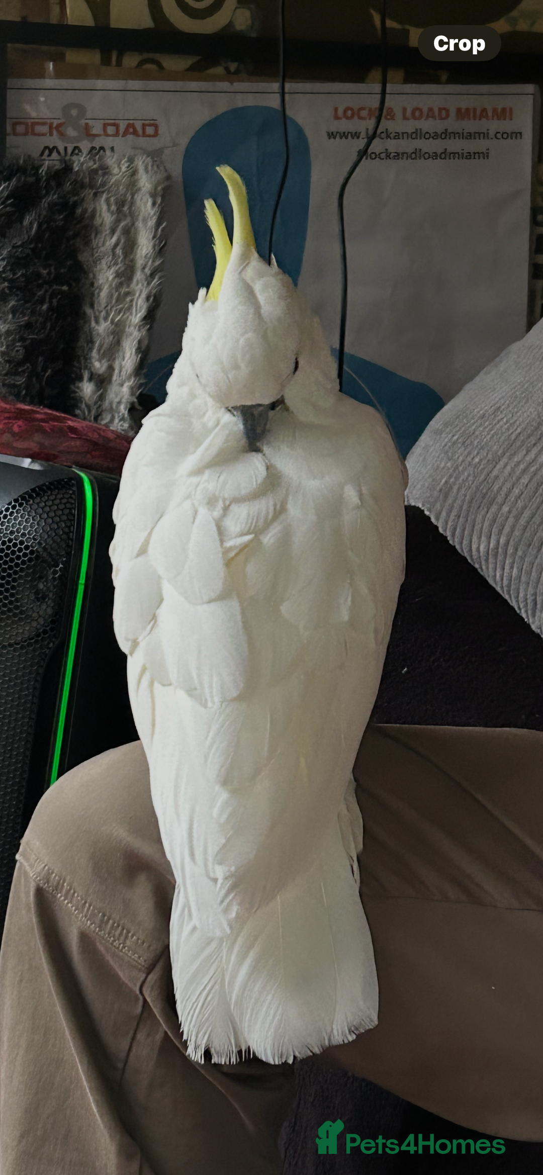 Cockatoo birds for sale: Wonderful Recco the cockatoo aged 6 yrs  - Image 2