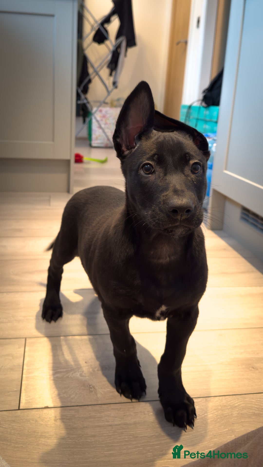 Belgian Shepherd Dog dogs for sale: 15 week old dutch herder male - Advert 4