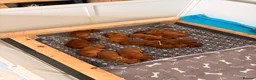 Dogue De Bordeaux dogs for sale: Stunning KC Dogue de Bordeaux Puppies in Bradford - Advert 1