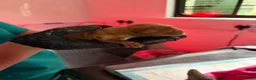 Mixed Breed dogs for sale: Frenchie cross cockapoo.  - Advert 5