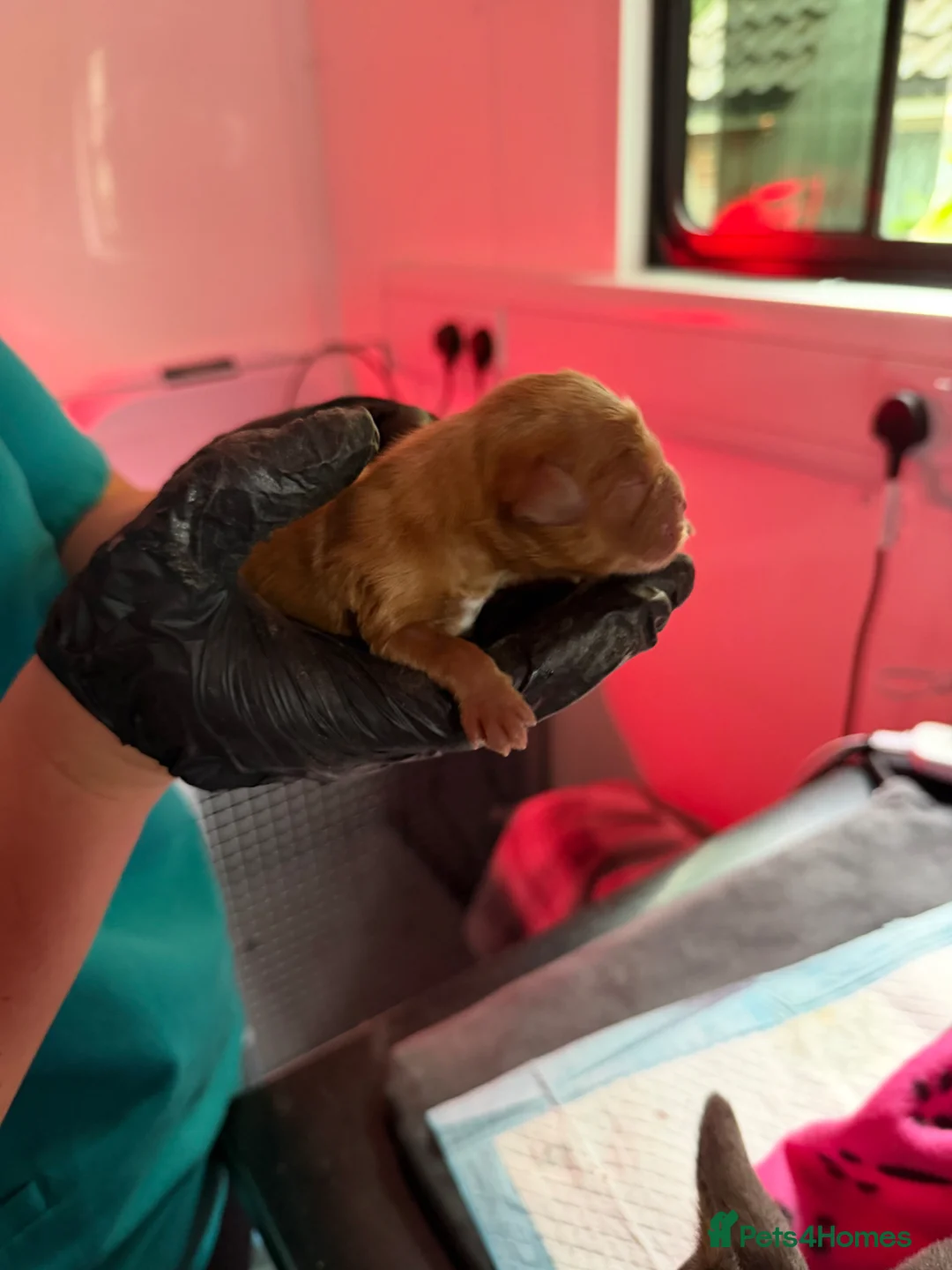 Mixed Breed dogs for sale: Frenchie cross cockapoo.  - Advert 5
