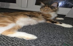 Maine Coon cats for sale: Take a look at these beautiful mainecoon kittens - Image 11