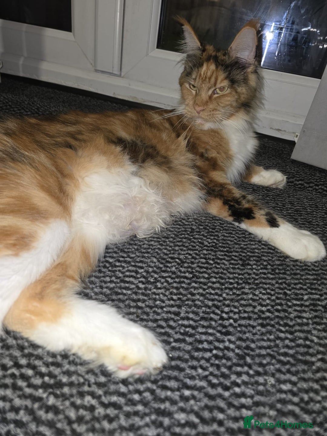 Maine Coon cats for sale: Take a look at these beautiful mainecoon kittens - Image 11
