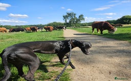 Greyhound dogs for sale: Male Greyhound for sale - Image 7