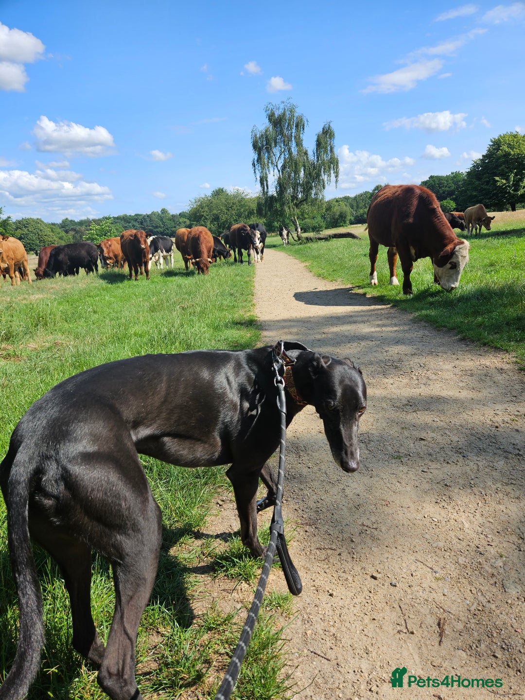 Greyhound dogs for sale: Male Greyhound for sale - Image 7