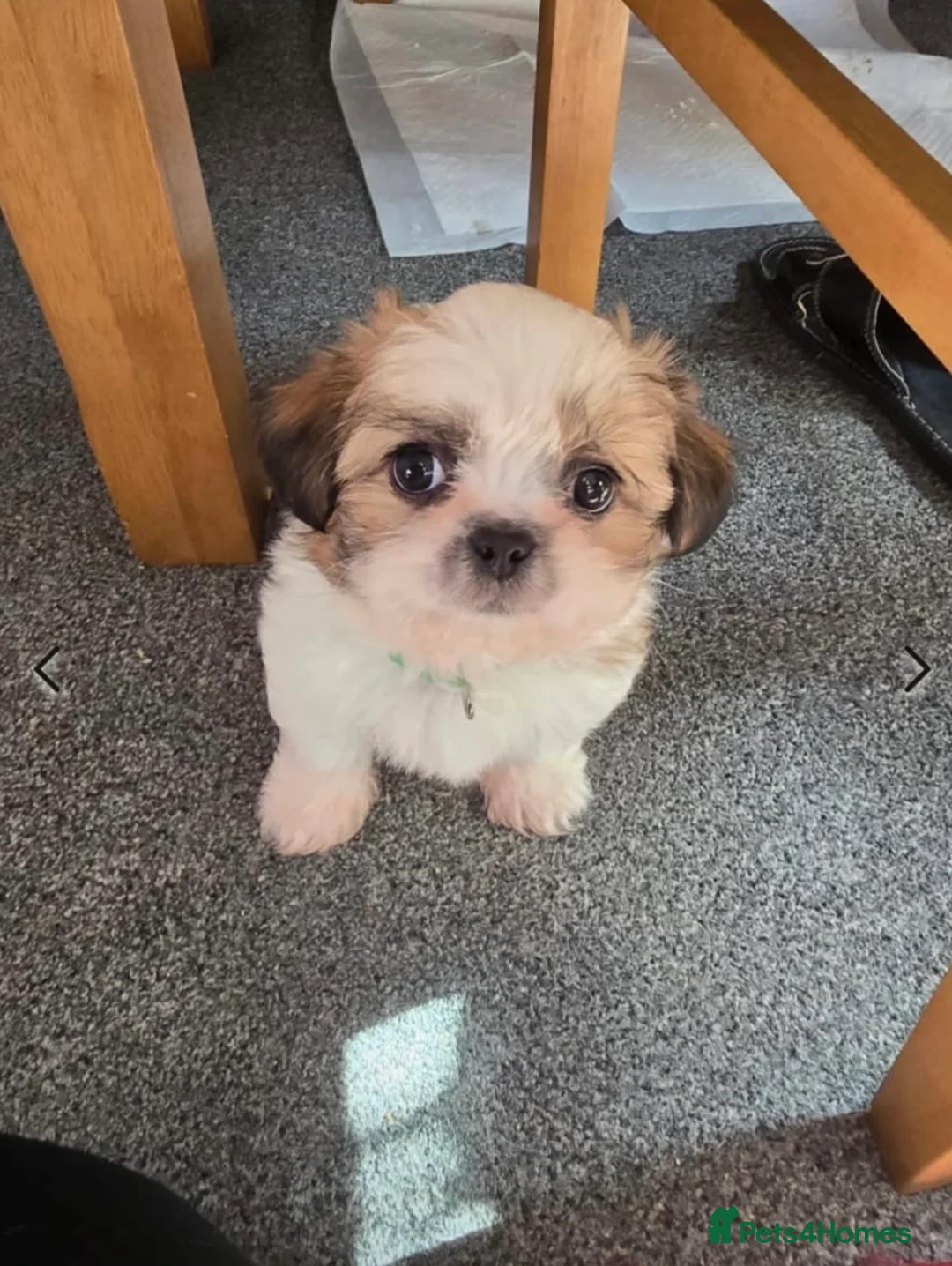 Shih Tzu dogs for sale: 2 shi tzu puppies  - Advert 8