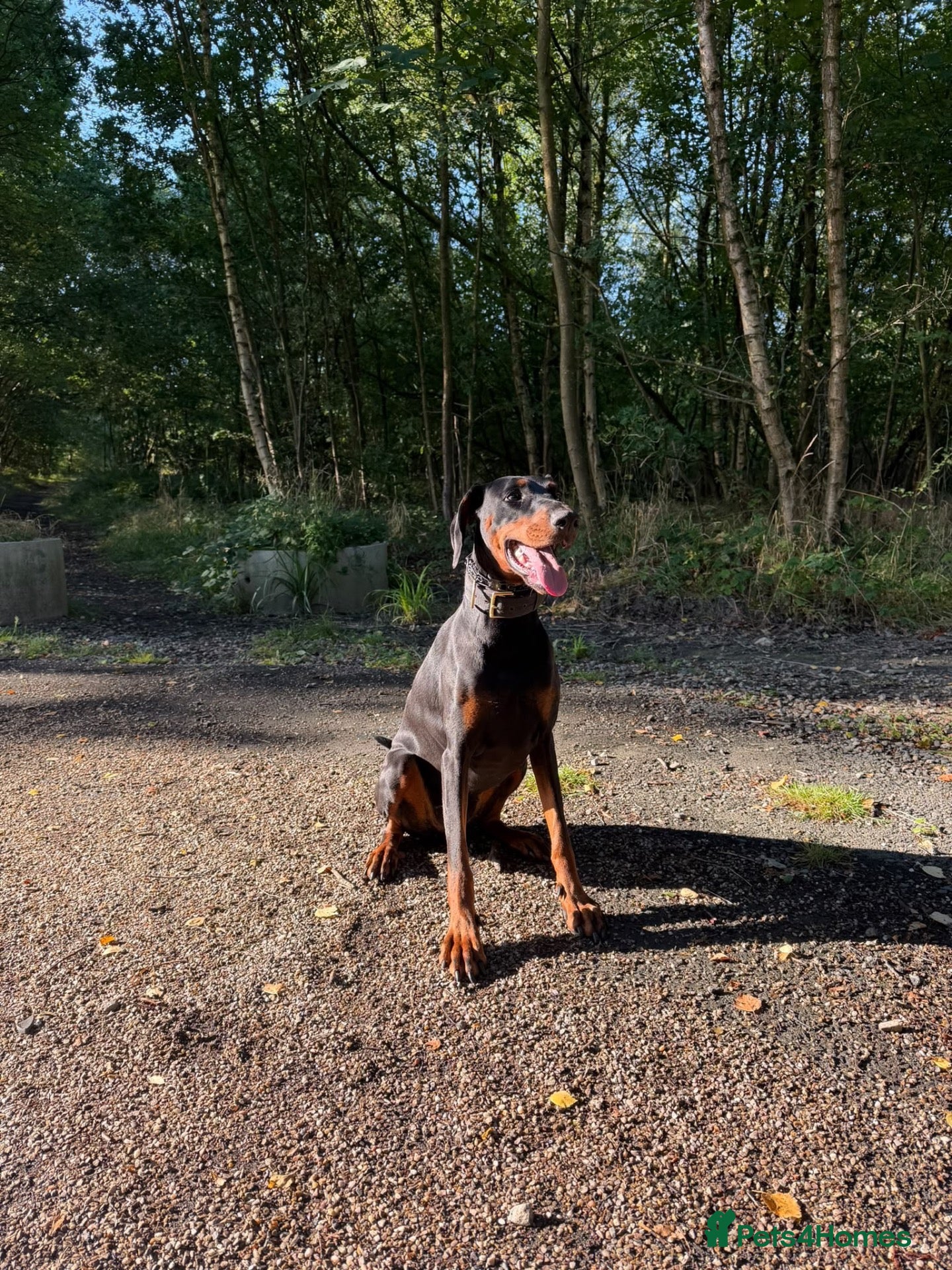Dobermann dogs Female Doberman - Advert 1