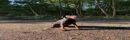 Dobermann dogs for sale: Female Doberman - Advert 1