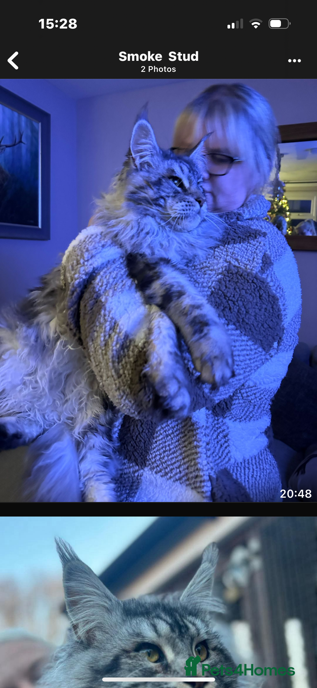 Maine Coon cats for sale: Stunning silver/black tabby MC boys available  - Advert 22