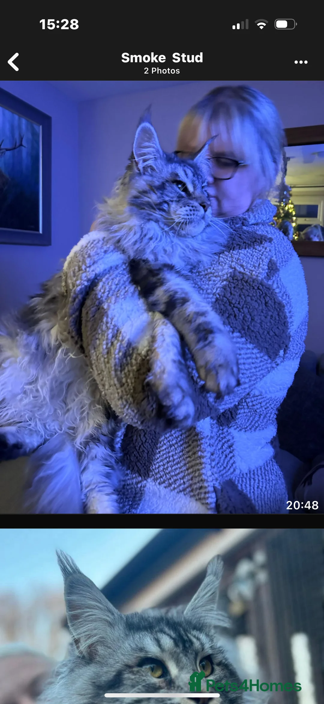 Maine Coon cats for sale: Stunning silver/black tabby MC boys available  - Advert 22