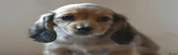 Miniature Dachshund dogs for sale: Long-Haired Miniature Dachshund Puppies Ready Soon in Nottingham - Advert 15