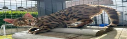 Bengal cats for sale: Beautiful Brown Spotted Bengal Female Wanda - Advert 8