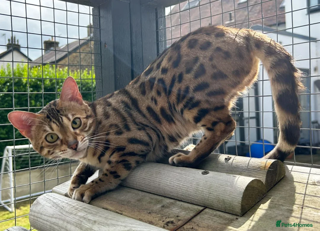 Bengal cats for sale: Beautiful Brown Spotted Bengal Female Wanda - Advert 8