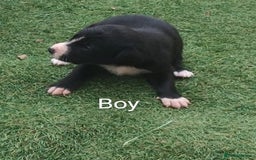 Borador dogs for sale: Beautiful litter of borador pups ready now - Image 4