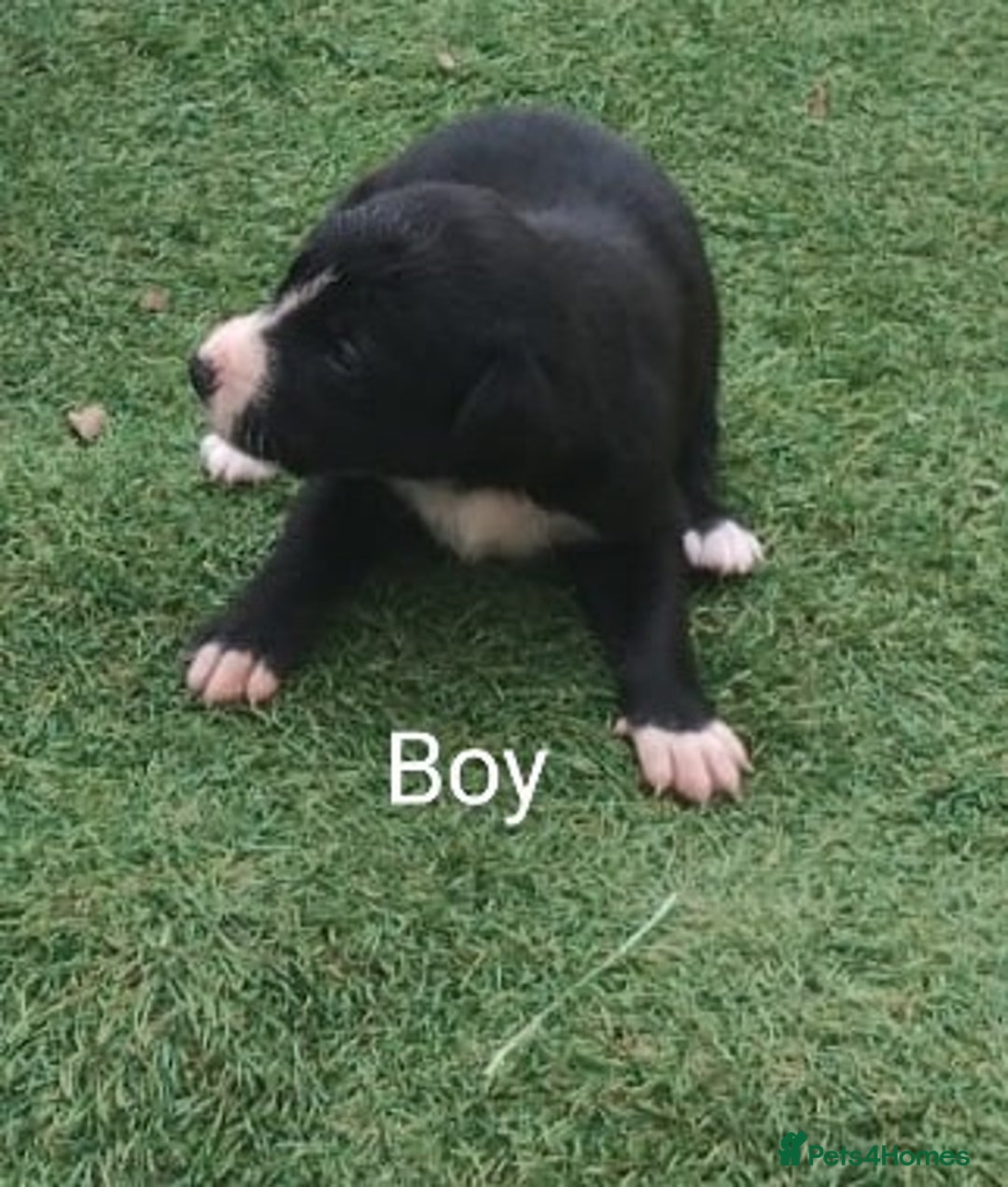 Borador dogs for sale: Beautiful litter of borador pups ready now - Image 4
