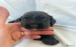Sproodle dogs for sale: F1 Miniature Sproodles from Health Tested Parents. - Image 14