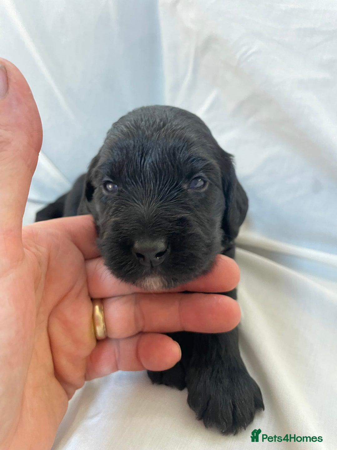 Sproodle dogs for sale: F1 Miniature Sproodles from Health Tested Parents. - Image 14