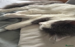 Mixed Breed cats for sale: Free Grey and white kitten - Image 1