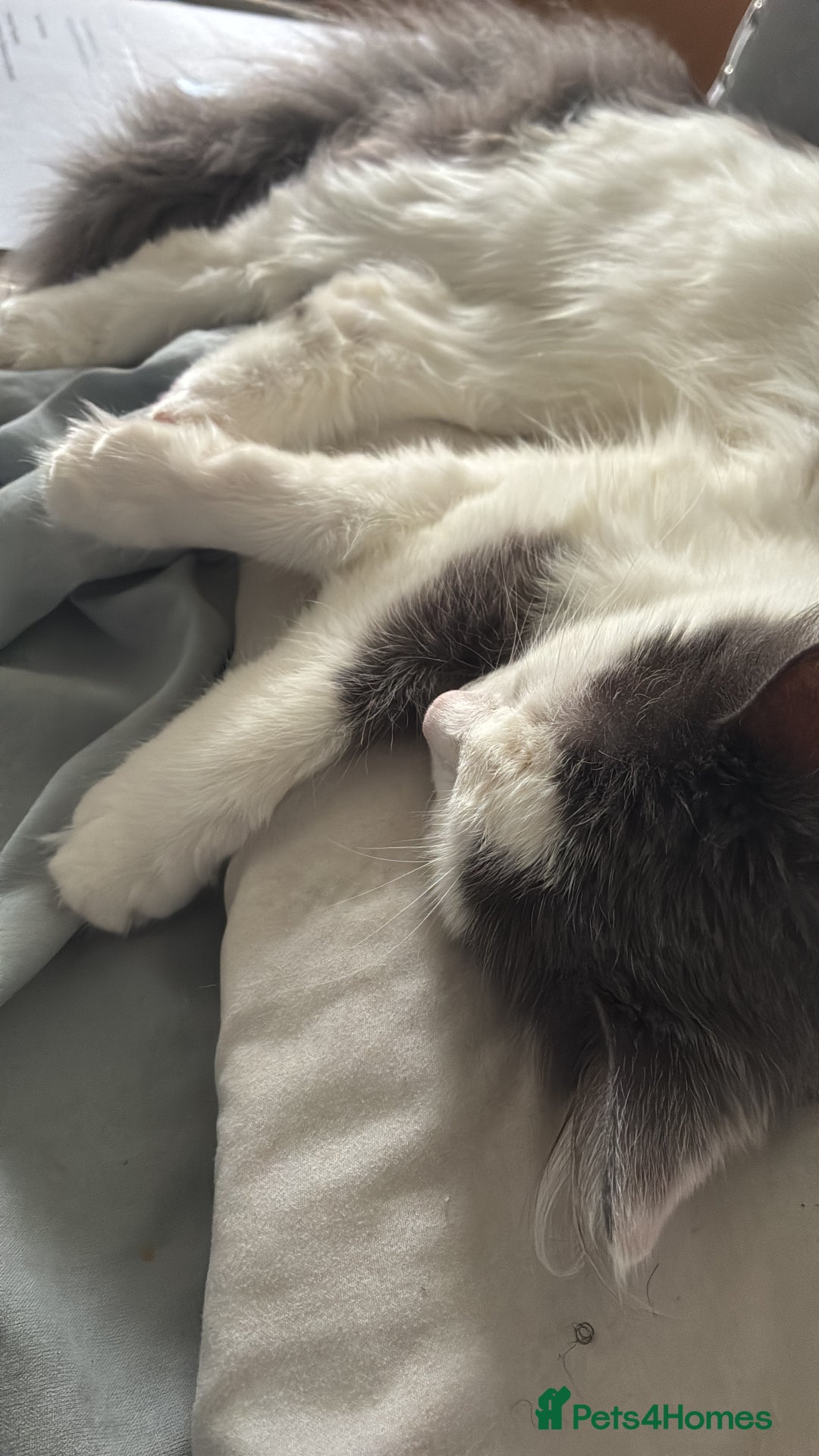 Mixed Breed cats for sale: Free Grey and white kitten - Image 1