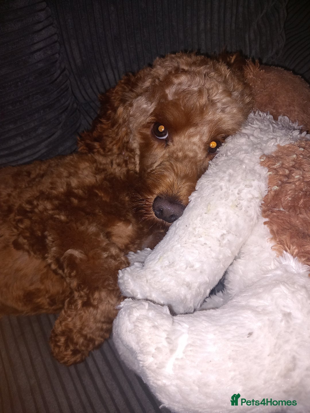 Cockapoo dogs for stud: F1b Toy Cockapoo Stud  - Advert 7