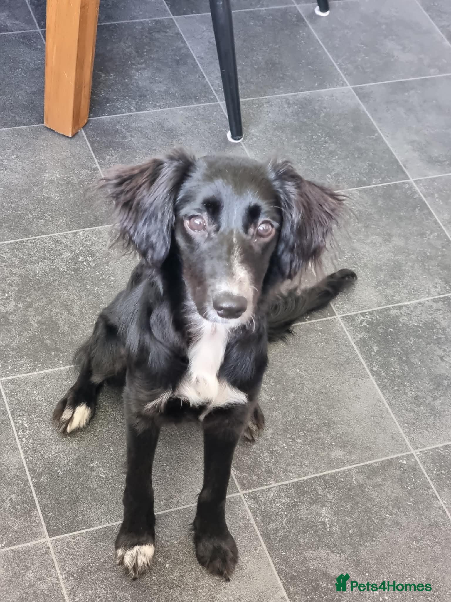 Sprollie dogs Rehoming our beautiful sprollie girl no fault of - Advert 6