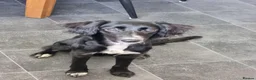 Sprollie dogs for sale: Rehoming our beautiful sprollie girl no fault of in Peterhead - Advert 1