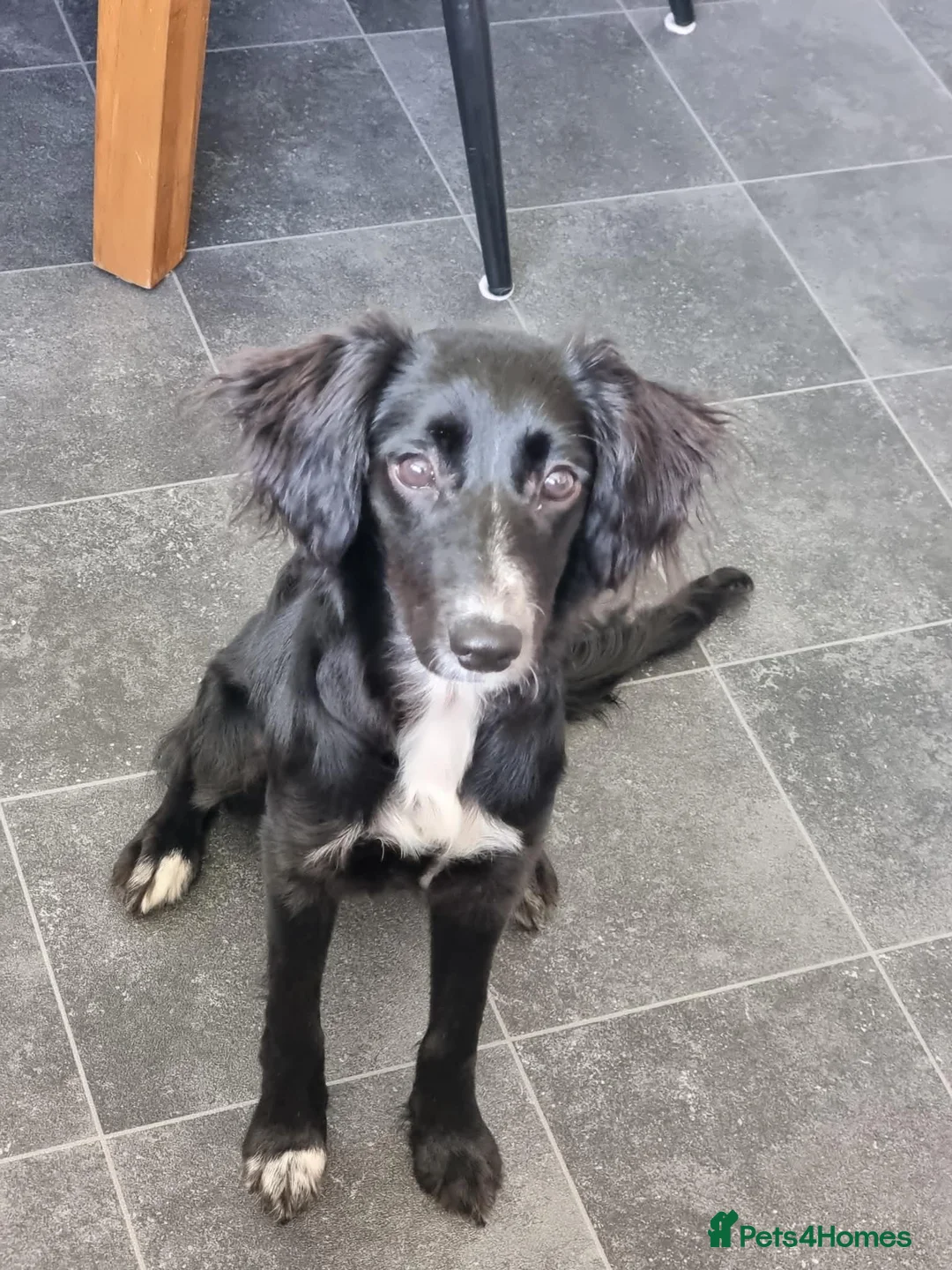 Sprollie dogs for sale: Rehoming our beautiful sprollie girl no fault of in Peterhead - Advert 1