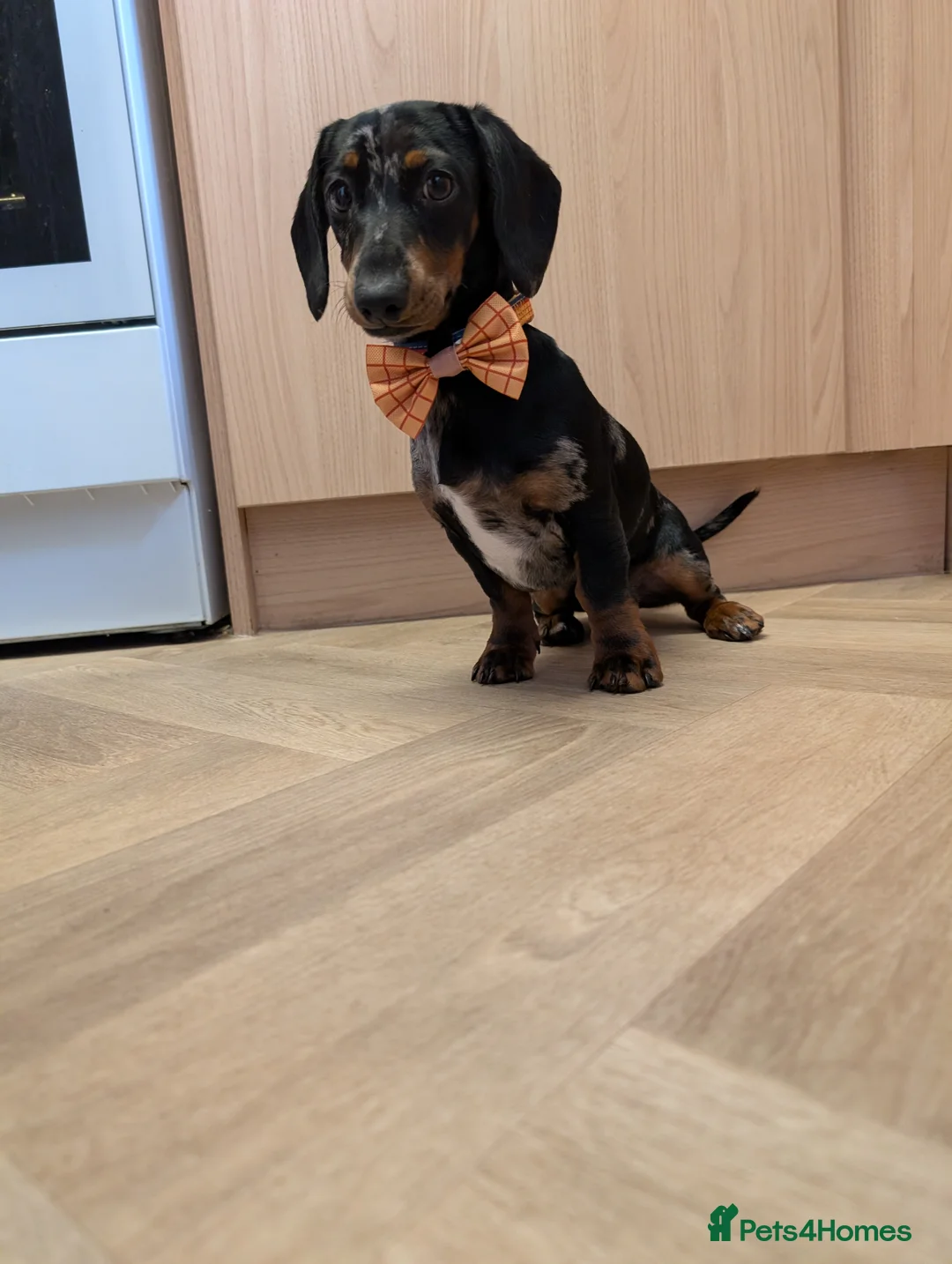 Miniature Dachshund dogs for sale: Frankie dapple miniature dashound  - Advert 6