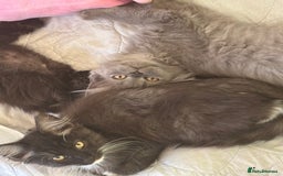 Maine Coon cats for sale: REDUCED gorgeous Maine coon /Ragdoll kittens  - Image 4