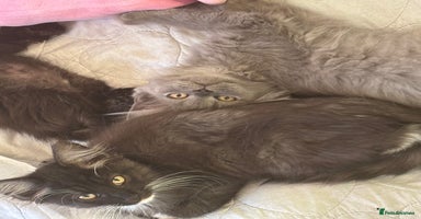 Maine Coon cats - Advert 16
