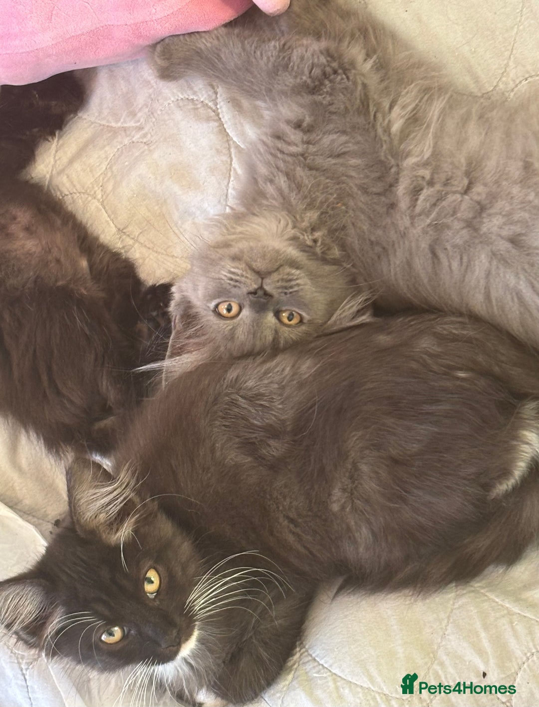 Maine Coon cats for sale: REDUCED gorgeous Maine coon /Ragdoll kittens  - Image 4