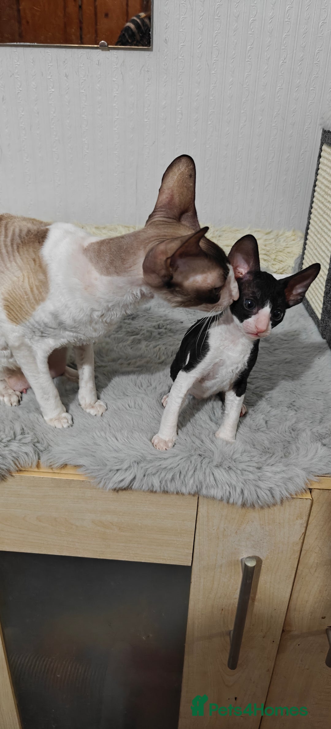Cornish Rex cats for sale: Cornish Rex kitten  - Advert 6