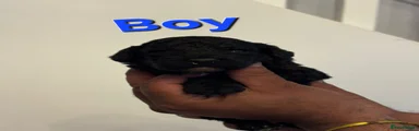 Cockapoo 2