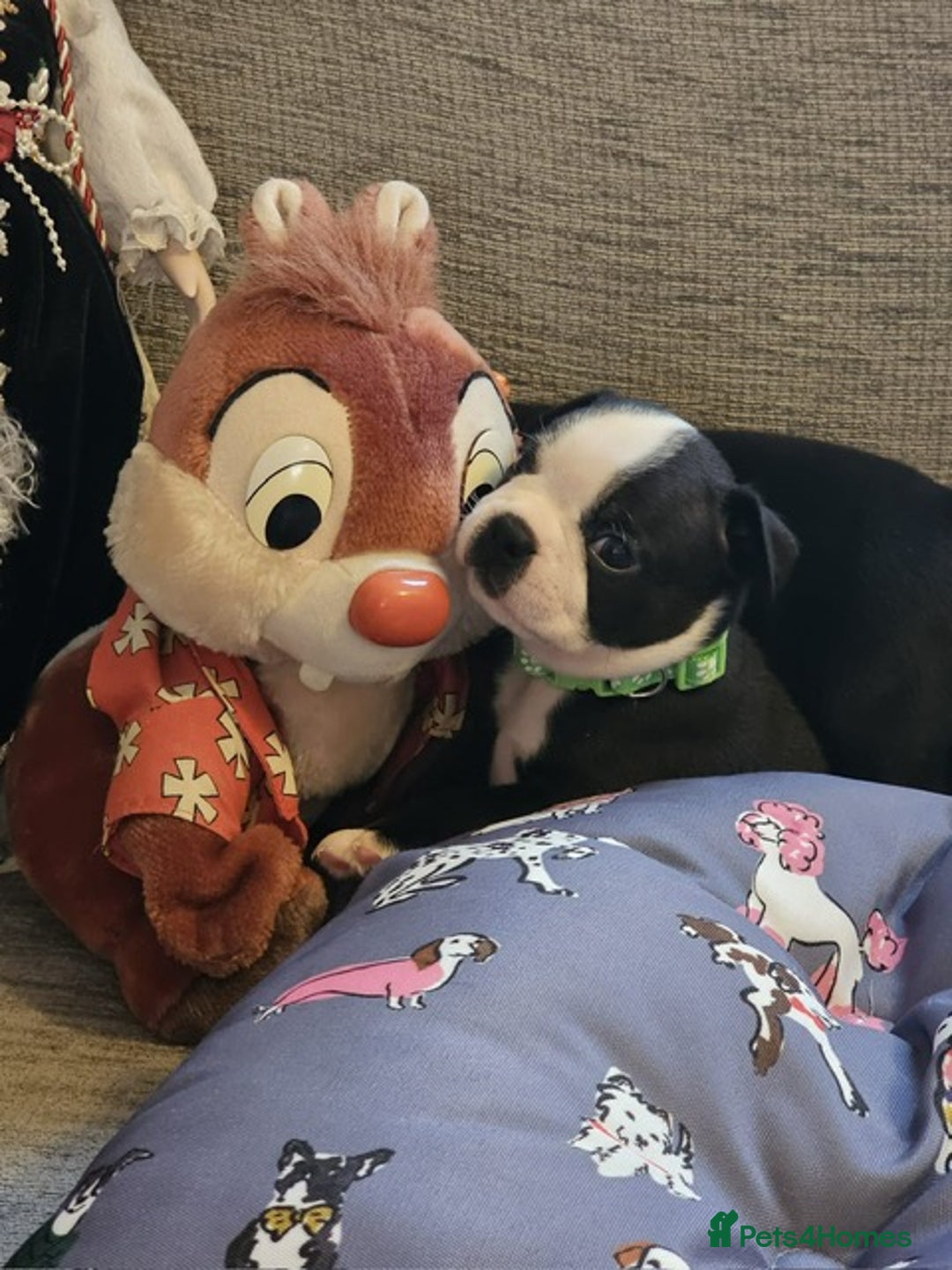 Boston Terrier dogs for sale: Boston Terrier 5* puppies - Image 32