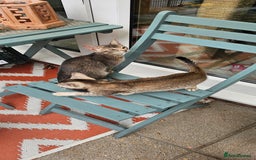Mixed Breed cats for sale: Abyssinian x Snow Bengal  - Image 21