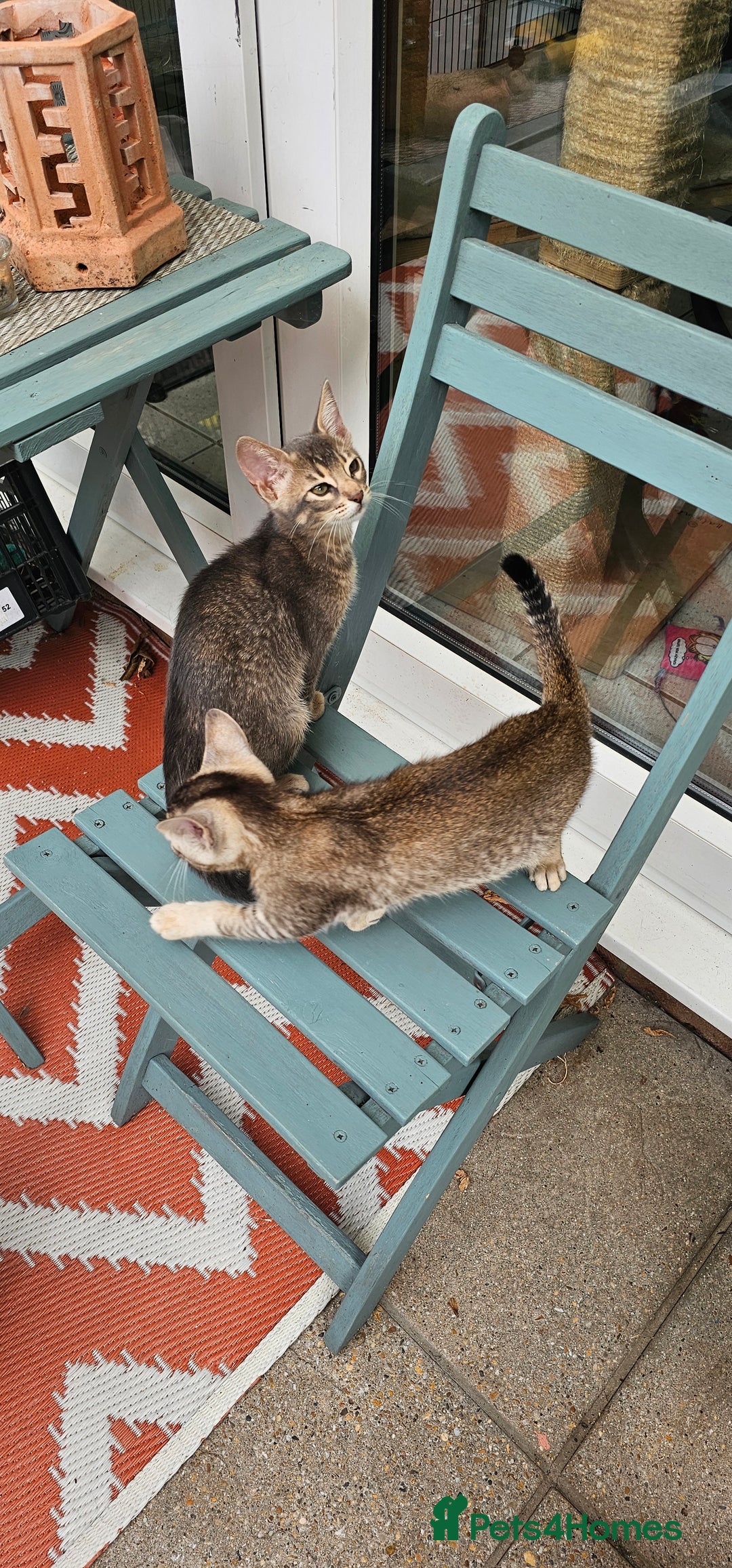 Mixed Breed cats for sale: Abyssinian x Snow Bengal  - Image 21