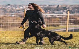 German Shepherd dogs for sale: German Shepherd Puppies  - Image 4