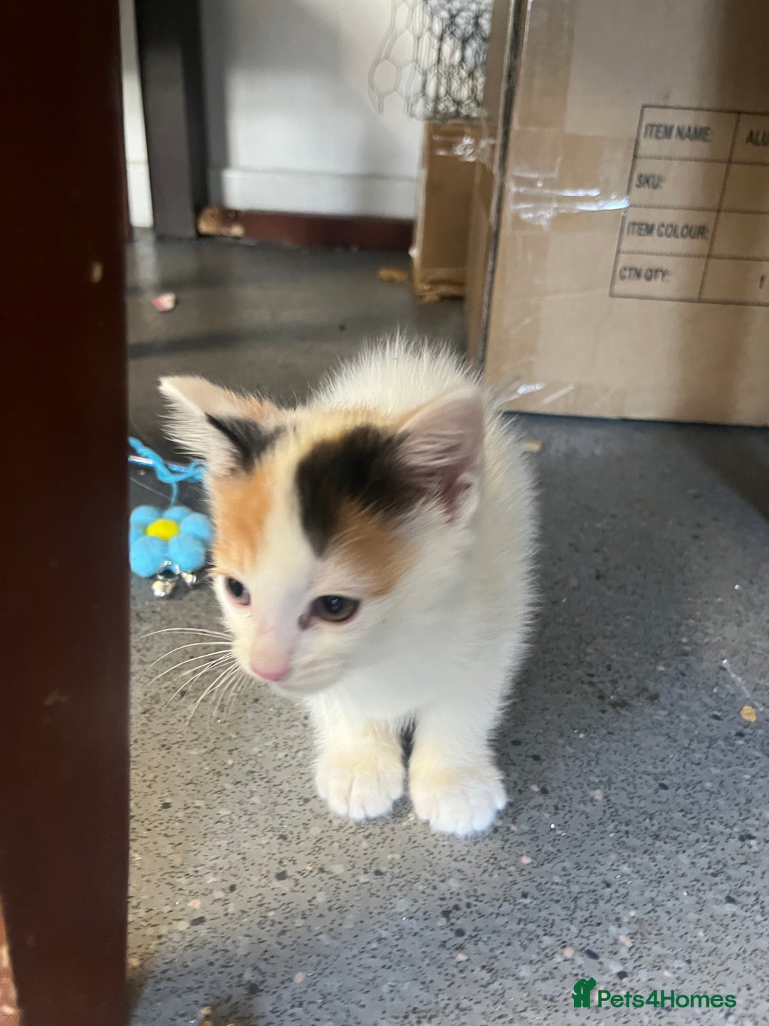 Mixed Breed cats for sale: 🐾 8 week Beautiful Girl Kitten - Advert 7