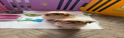 Mixed Breed dogs for sale: Exceptional Pomeranian x Shihtzu  champion lines  - Advert 4