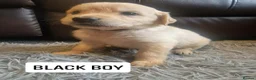 Golden Retriever dogs for sale: READY NOW🐾 PUREBRE GOLDEN RETRIEVER PUPPIES🐾 - Advert 10
