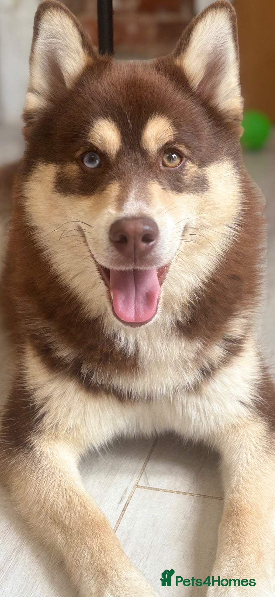 Pomsky dogs Pomsky Stud Dog – Brown with One Blue Eye - Advert 12