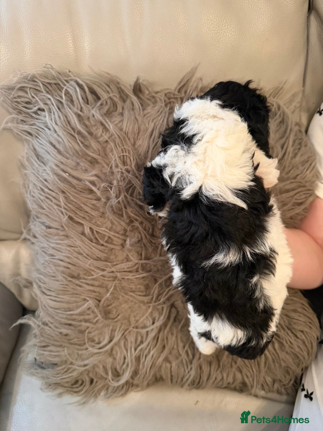 Mixed Breed dogs for sale: Cockerpoo puppies  - Image 6