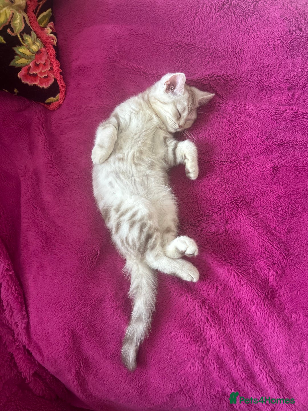 Scottish Fold cats for sale: Beautiful Scottish fold baby’s  in Reading - Image 17