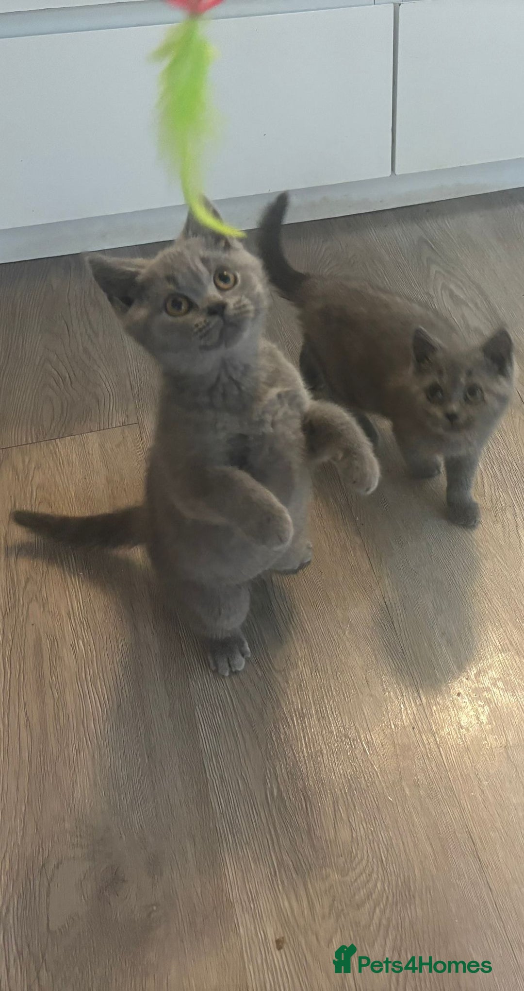 British Shorthair cats for sale: BSH Chunky Girl & Boy GCCF Registered  - Image 2