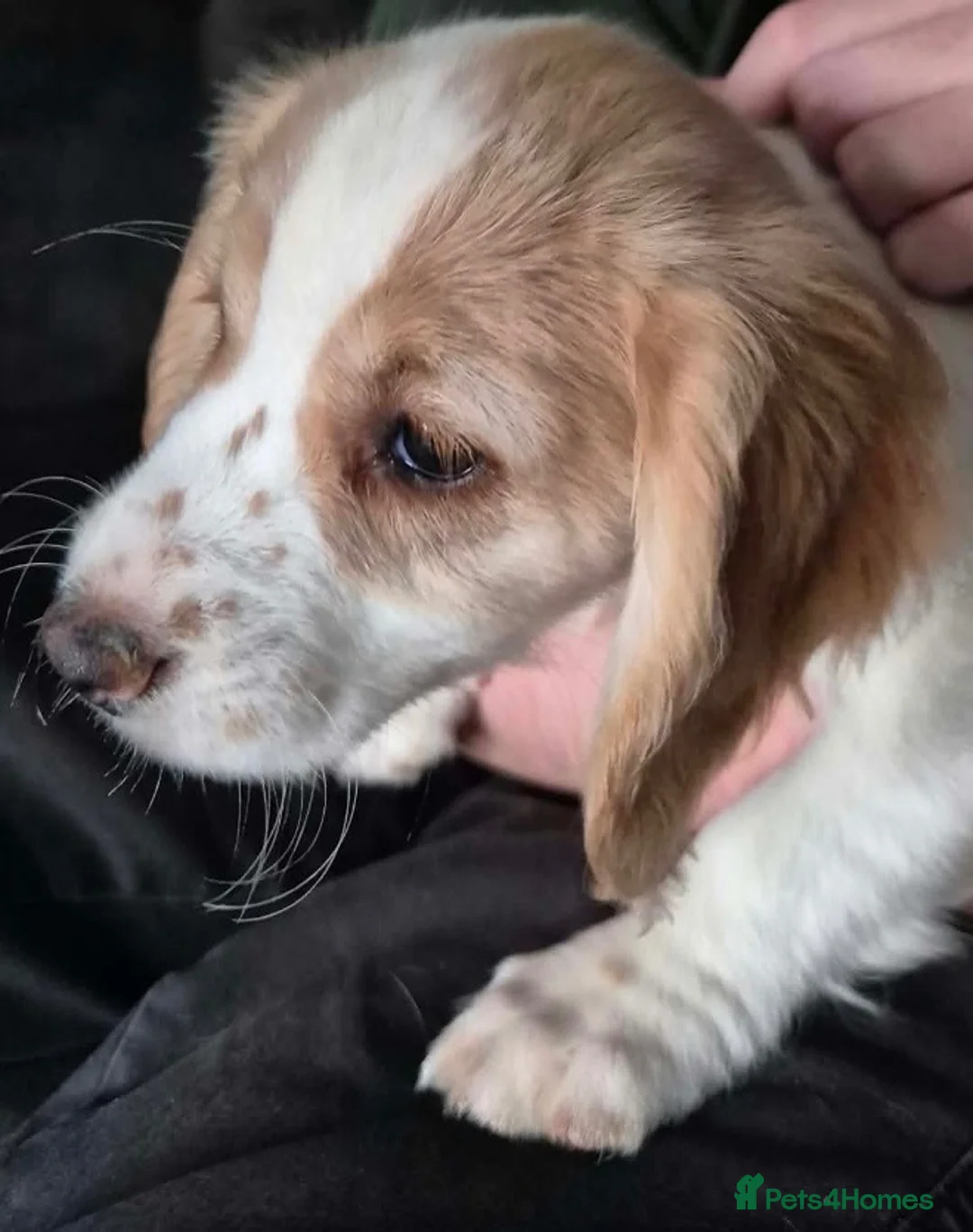 Cocker Spaniel dogs for sale: Working Cocker Spaniels - Advert 2