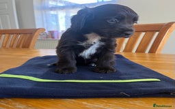 Cocker Spaniel dogs for sale: Adorable cocker spaniel puppies  - Image 19