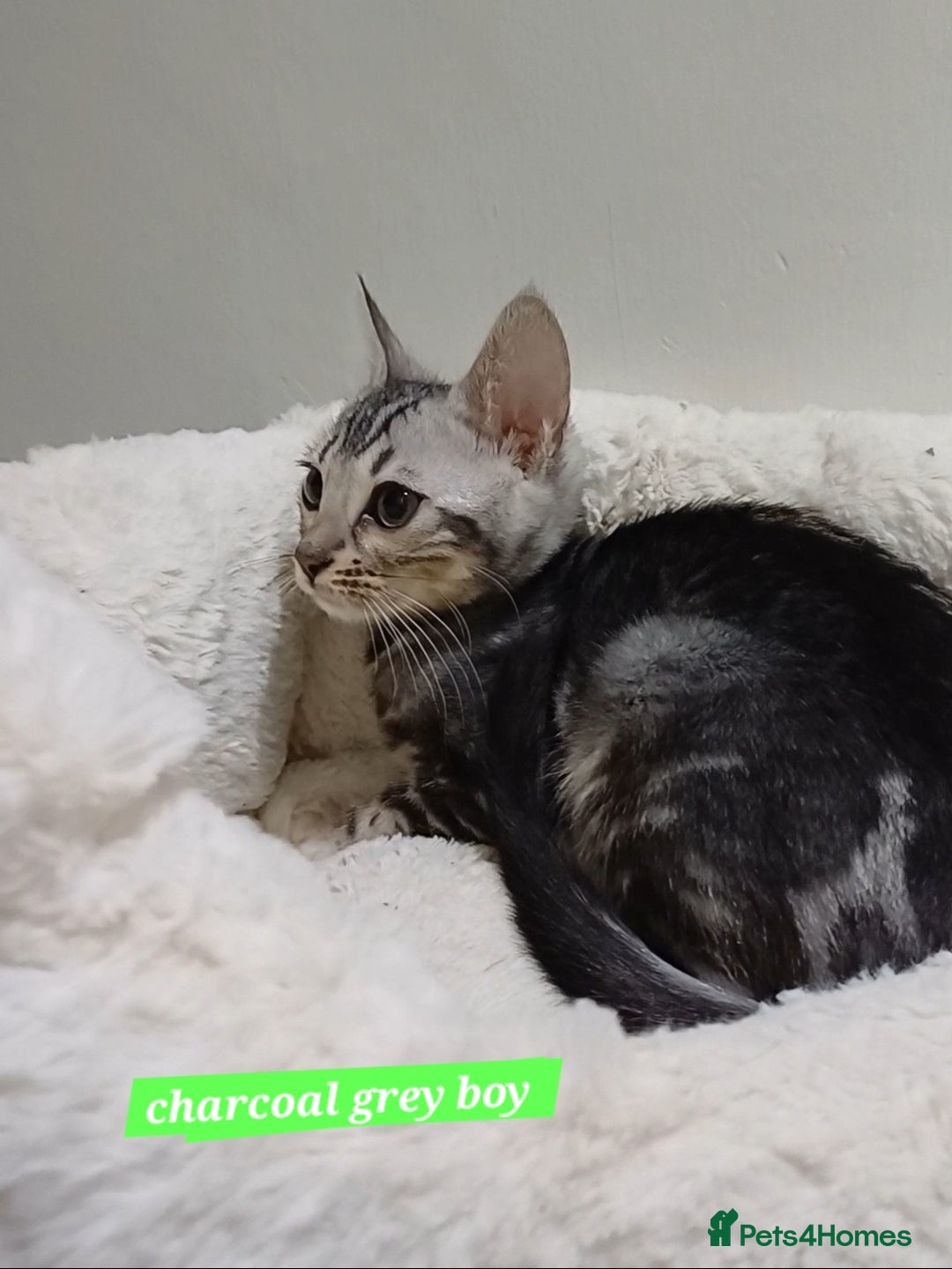 Mixed Breed cats for sale: Bengal boy - Advert 3