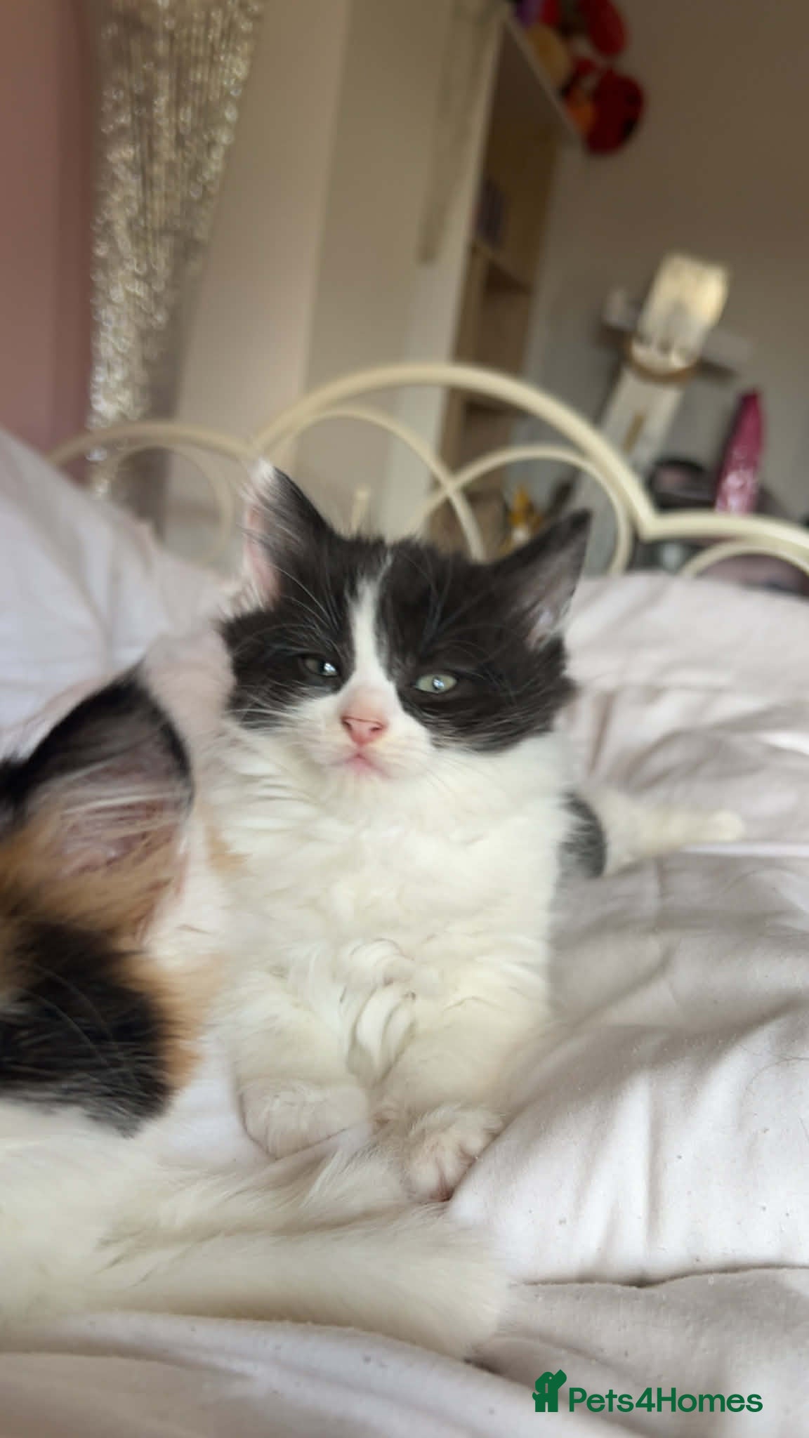 Mixed Breed cats Beautiful fluffy girl - Advert 2