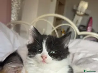 Mixed Breed cats Beautiful fluffy girl - Advert 2